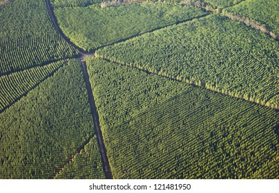 Forestry Plantations Aerials