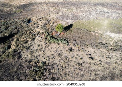 The forestry process of cutting down and growth of new trees