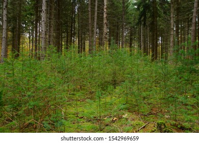 Forestry And Reforestation For Sustainable Development Through New Planting In The Forest. Forest In Autumn, Planting Of Small Trees. Reforestation Of Protected Sustainable Conifer Trees. 