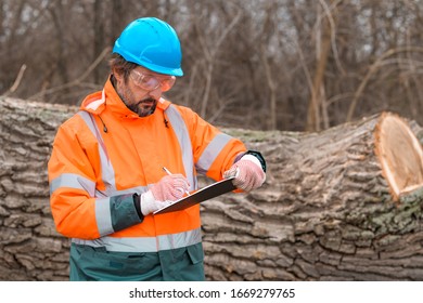 Forestry technician collecting data notes in forest during logging process