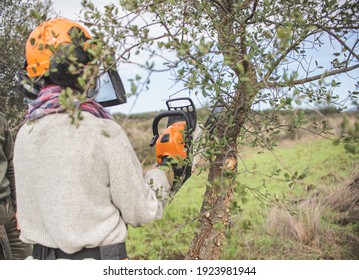 Forestry Technician Pruning Holm Oak Tree With Chainsaw In The Field. Forest Agent ,ecological Manager Of The Environment