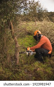 Forestry Technician Pruning Holm Oak Tree With Chainsaw In The Field. Forest Agent ,ecological Manager Of The Environment .