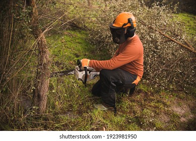 Forestry Technician Pruning Holm Oak Tree With Chainsaw In The Field. Forest Agent ,ecological Manager Of The Environment .