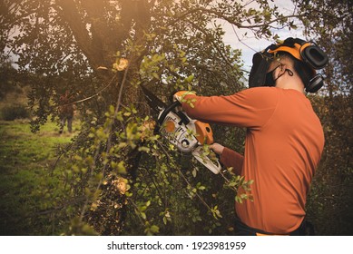 Forestry Technician Pruning Holm Oak Tree With Chainsaw In The Field. Forest Agent ,ecological Manager Of The Environment .