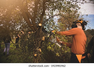 Forestry Technician Pruning Holm Oak Tree With Chainsaw In The Field. Forest Agent ,ecological Manager Of The Environment .