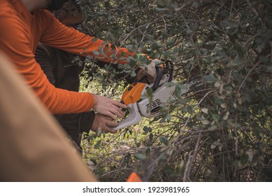 Forestry Technician Pruning Holm Oak Tree With Chainsaw In The Field. Forest Agent ,ecological Manager Of The Environment .