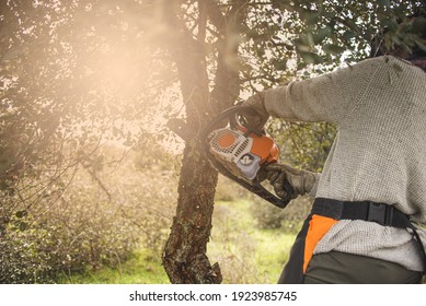 Forestry Technician Pruning Holm Oak Tree With Chainsaw In The Field. Forest Agent ,ecological Manager Of The Environment .