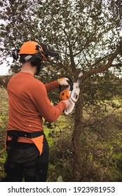 Forestry Technician Student Pruning Holm Oak Tree With Chainsaw In The Field. Forest Agent ,ecological Manager Of The Environment .