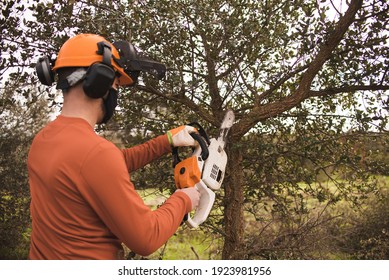 Forestry Technician Student Pruning Holm Oak Tree With Chainsaw In The Field. Forest Agent ,ecological Manager Of The Environment .