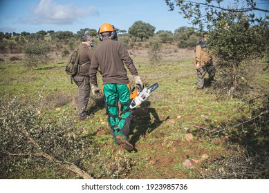 Forestry Technician Student Pruning Holm Oak Tree With Chainsaw In The Field. Forest Agent ,ecological Manager Of The Environment .