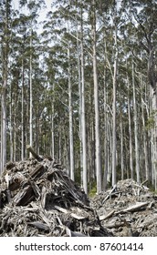 Forestry Waste With Tall Eucalyptus Trees Waiting To Be Harvested, Tasmania, Australia