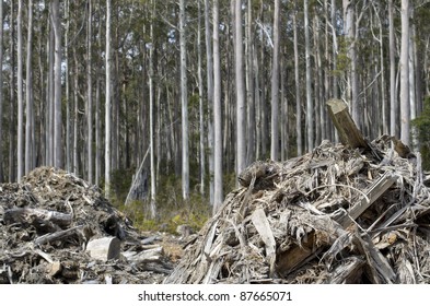 Forestry Waste With Tall Eucalyptus Trees Behind. Tasmania, Australia