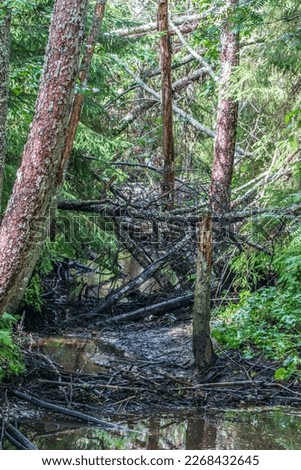 Forestry. Windfall; blowdown. Impenetrable wilds of boreal forests in the north-east of Europe. Spruce forest over a dammed stream