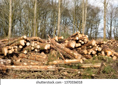 Forestry Work At Loch Leven, Scotland