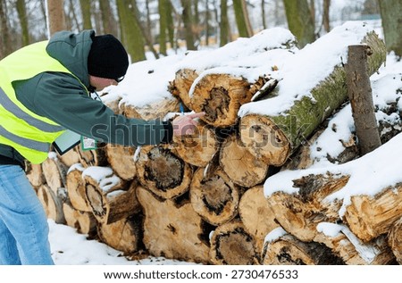 Forestry worker inspecting a stack of cut timber logs for firewood sale in a snowy winter forest. Forester evaluating the quality of harvested logs and woods stacks during a forest inspection.	