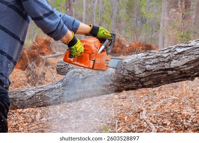Forestry worker operates chainsaw to cut fallen tree trunk in wooded area, surrounded by leaves.