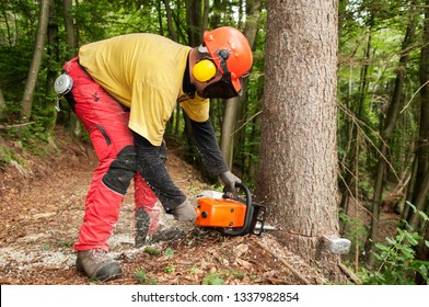 Forestry worker with protective gear making a cut to spruce tree using a chainsaw. Forestry, gardening, environment, workers and protective gear concepts. - Powered by Shutterstock