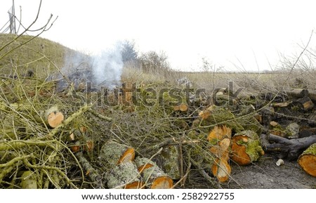 Forestry worker's fire. Burning cut back branches, twigs, logs, wood smoke, winter. Sandford Orcas, Dorset UK