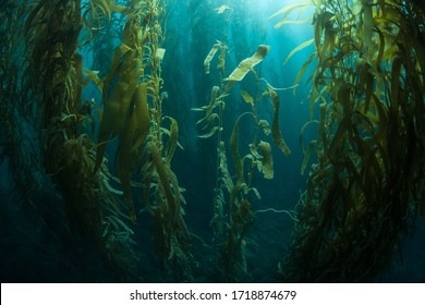 Forests of giant kelp, Macrocystis pyrifera, commonly grow in the cold waters along the coast of California. This marine algae reaches over 100 feet in height and provides habitat for many species. - Shutterstock ID 1718874679