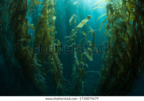 Forests of giant kelp, Macrocystis pyrifera,\
commonly grow in the cold waters along the coast of California.\
This marine algae reaches over 100 feet in height and provides\
habitat for many\
species.