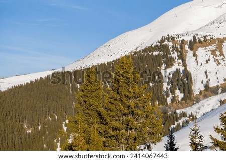Forests of Mont Blanc Massif Between Mont Joly and Aiguille Croche in Europe, France, Rhone Alpes, Savoie, Alps, in winter on a sunny day.