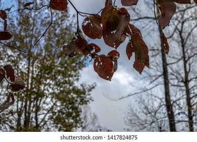 Forests Of New Bern NC