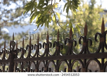Forged fence metal pattern sharp limbs beautifully fencing beautiful fence city street among trees autumn close-up background picture defend high