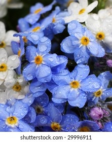 Forget me not