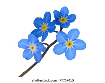 Forget Me Not