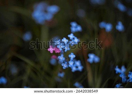 Forget me not blue tiny flowers with one pink standing out on dark blurred grass background