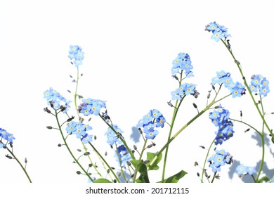 Forget Me Not Flower background