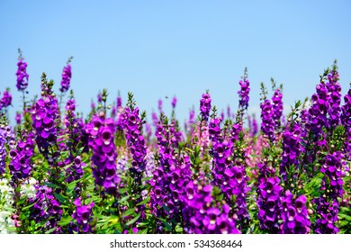 Forget Me Not Flower Purple Blur Stock Photo Edit Now Shutterstock