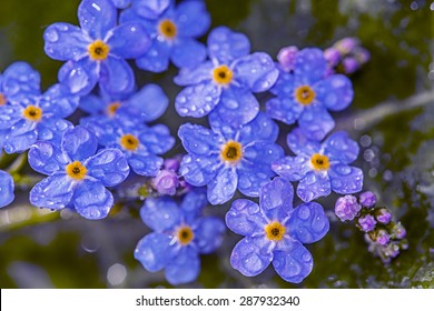 Forget me not flower with rain drops