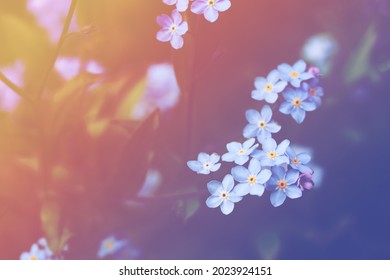 Forget me not flowers on meadow in summer time - Shutterstock ID 2023924151
