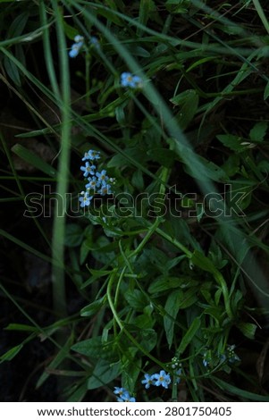 Forget me not peaking though foliage 