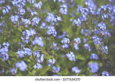 Forget Me Not, Spring