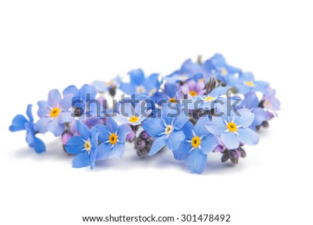 forget-me-flower on a white background