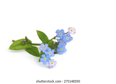 Forgetmenot