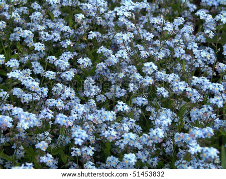 forget-me-not