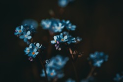 
Forget-me-not. Blue Flower.
Macro Photography.