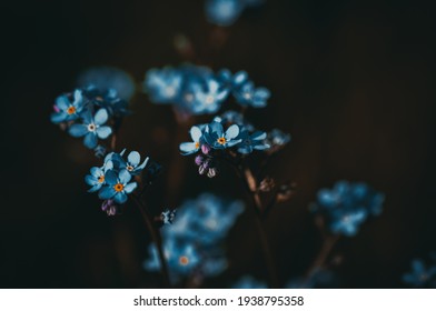 
Forget-me-not. Blue flower.
Macro photography. - Shutterstock ID 1938795358