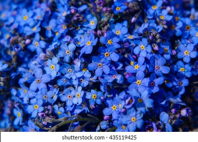 Blue Flower Background Images Stock Photos Vectors Shutterstock