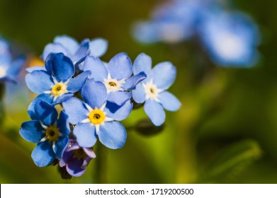 Forget Me Not Reflections Images Stock Photos Vectors Shutterstock