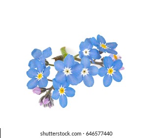 Forget Me Not Flower Border High Res Stock Images Shutterstock