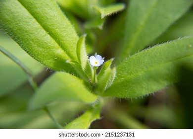 Forget-me-not Flower Macro Photo Flower 