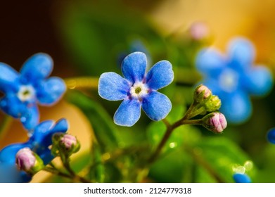 forget-me-not flower. Myosotis The small blue forget-me-not flower was first used by the Grand Lodge of Zur Sonne in 1926 as a Masonic emblem at the annual convention in Bremen, Germany - Shutterstock ID 2124779318