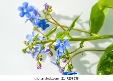 forget-me-not flower. Myosotis The small blue forget-me-not flower was first used by the Grand Lodge of Zur Sonne in 1926 as a Masonic emblem at the annual convention in Bremen, Germany - Shutterstock ID 2149259839
