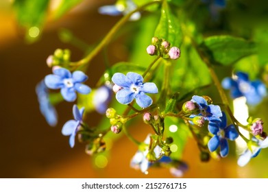 forget-me-not flower. Myosotis The small blue forget-me-not flower was first used by the Grand Lodge of Zur Sonne in 1926 as a Masonic emblem at the annual convention in Bremen, Germany - Shutterstock ID 2152761715