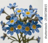 The Forget-Me-Not flower symbolizes remembrance and eternal love, featuring delicate blue petals with a yellow center, thriving in meadows, gardens, and shaded woodland areas.