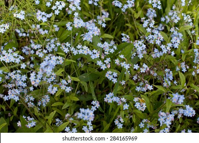 Wood Forget Me Not Images Stock Photos Vectors Shutterstock